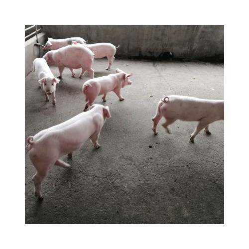 养殖猪投资 母猪供应商 养猪场投入 原种长白母猪价格