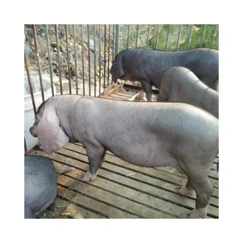 母猪销售价格 太湖猪苗一只价钱 黑猪种猪基地 有大梅山母猪