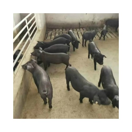 苏太猪种猪 太湖猪二代母猪 高产的母猪 养母猪繁殖品种