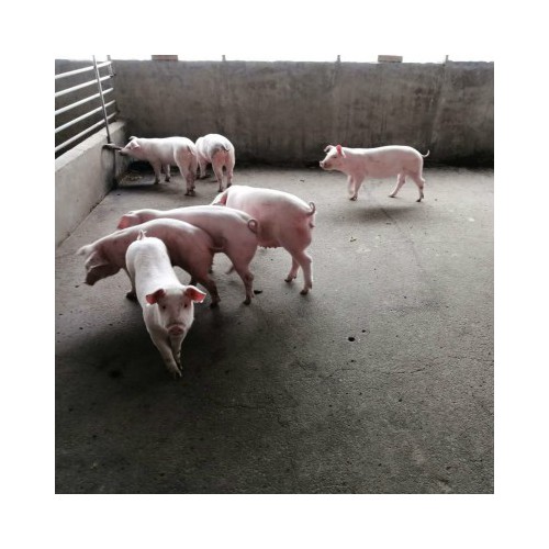 仔母猪 母猪仔价钱一头 良种母猪苗