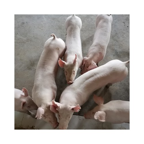 新美系长白母猪 原种猪 小种猪