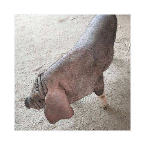 江苏正规太湖母猪基地 买种猪 原种太湖母猪