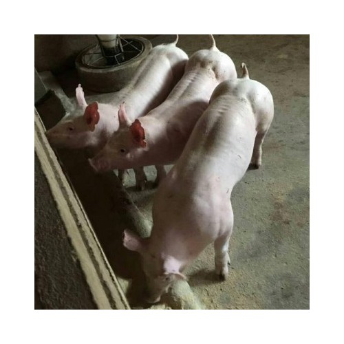 江苏母猪场发货 新美系二元母猪 一元种猪