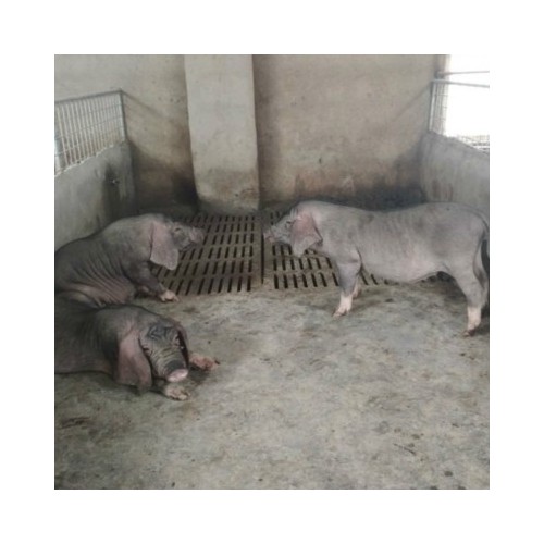 梅山小母猪 梅山一代母猪 纯种梅山猪