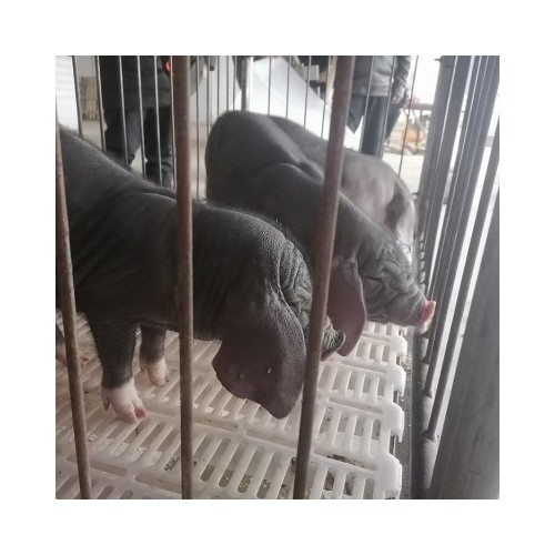 纯种梅山猪 太湖仔猪 新型大梅山母猪