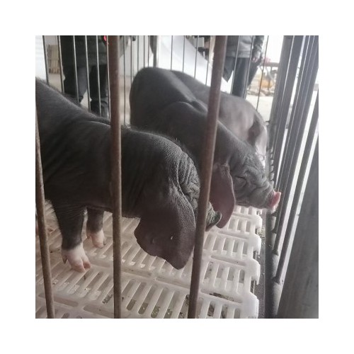 买太湖母猪纯种 黑色母猪 太湖黑母猪