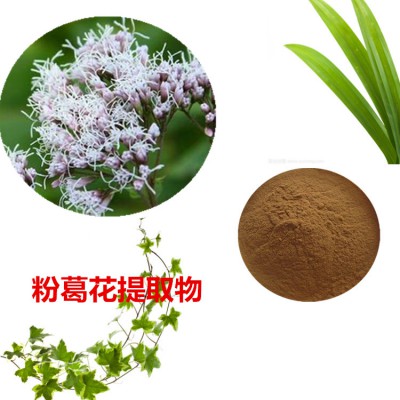 粉葛花提取物 粉葛花粉  粉葛花速溶粉 粉葛花浸膏粉