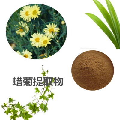 蜡菊提取物 10:1  蜡菊粉  蜡菊速溶粉 蜡菊浸膏粉