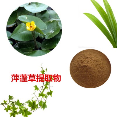 萍蓬草提取物  萍蓬草粉  萍蓬草速溶粉 萍蓬草浸膏粉