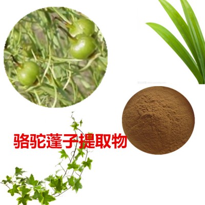 骆驼蓬子提取物 骆驼蓬子速溶粉 骆驼蓬子浸膏粉