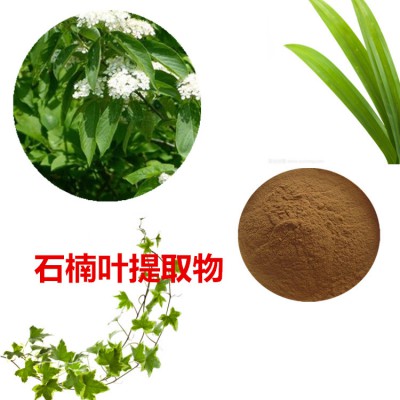石楠叶提取物  石楠叶粉 石楠叶速溶粉 石楠叶浸膏粉