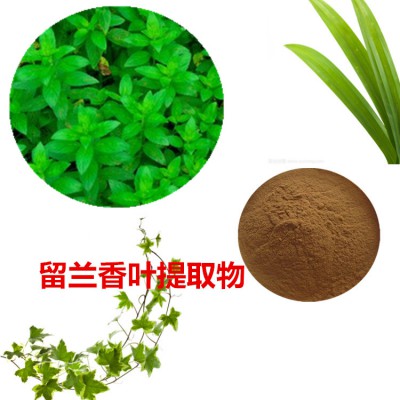 留兰香叶提取物  留兰香叶粉 留兰香叶速溶粉