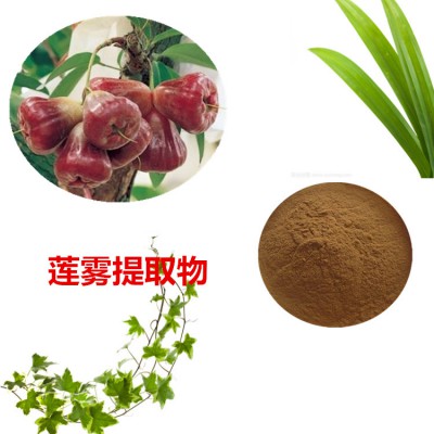莲雾提取物 10:1 莲雾粉 莲雾速溶粉 莲雾浸膏粉