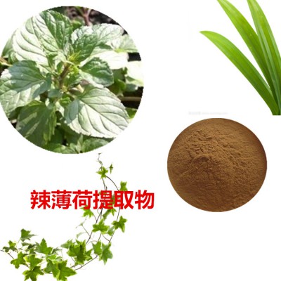 辣薄荷提取物  辣薄荷粉 辣薄荷速溶粉 辣薄荷浸膏粉