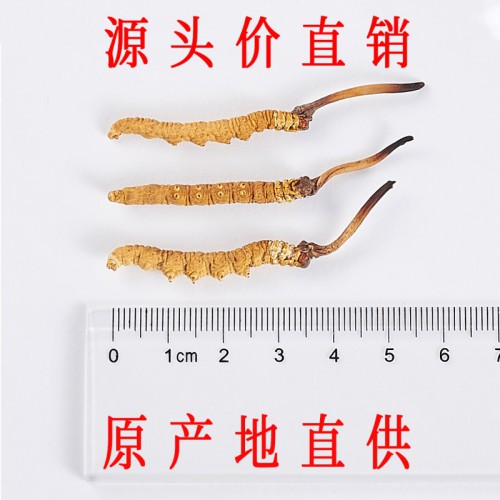 那曲冬虫夏草 3.5条/克 精选正宗那曲头期虫草