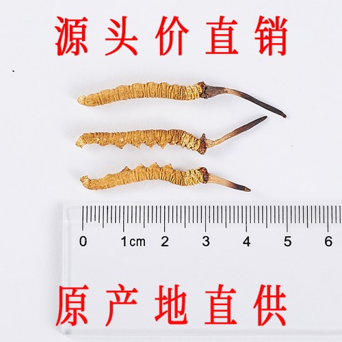 那曲冬虫夏草价格 5条/克头期那曲虫草价格
