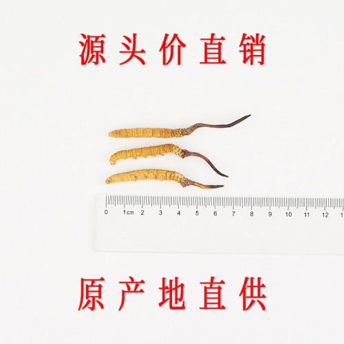 那曲冬虫夏草价格 1.6条/克正宗头期那曲虫草
