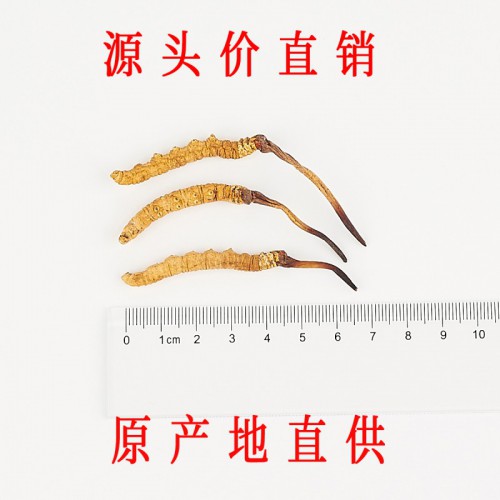 那曲冬虫夏草价格 1.8条/克正宗头期那曲虫草