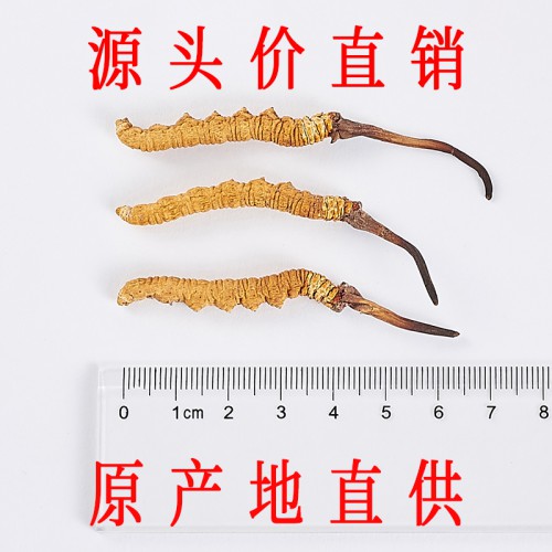 那曲冬虫夏草 2条/克 精选正宗那曲头期虫草