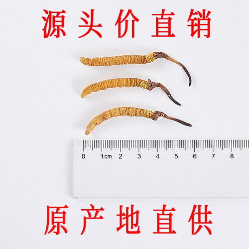 那曲冬虫夏草 2.2条/克 精选正宗那曲头期虫草