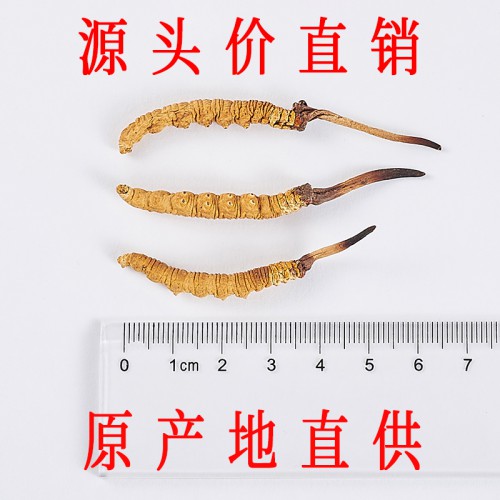 那曲冬虫夏草 2.5条/克 精选正宗那曲头期虫草
