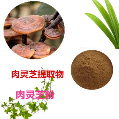 肉灵芝提取物  肉灵芝粉 肉灵芝速溶粉 肉灵芝浸膏粉