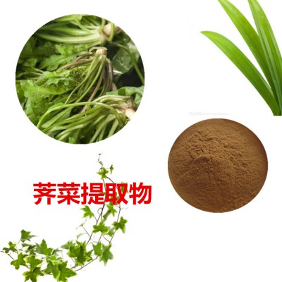 荠菜提取物 10:1 荠菜粉 荠菜速溶粉 荠菜浸膏粉