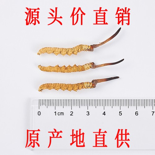 那曲冬虫夏草 4条/克头期那曲虫草价格