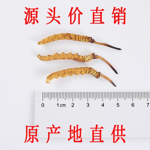 那曲冬虫夏草 精选正宗那曲头期虫草 3条/克