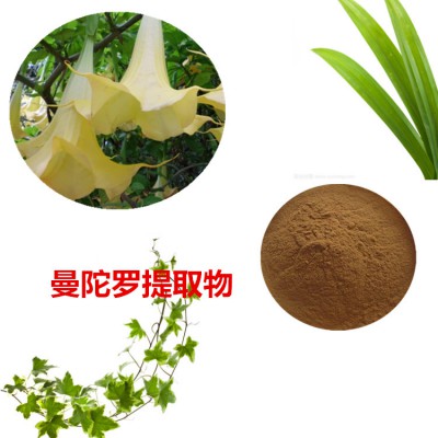 曼陀罗提取物  曼陀罗粉 曼陀罗速溶粉 曼陀罗浸膏粉