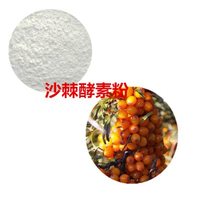 沙棘酵素 沙棘酵素粉 沙棘果粉 沙棘提取物