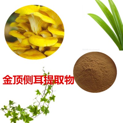 金顶侧耳提取物 金顶侧耳粉 金顶侧耳速溶粉