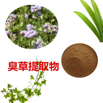 臭草提取物 10:1 臭草粉 臭草速溶粉 臭草浸膏粉