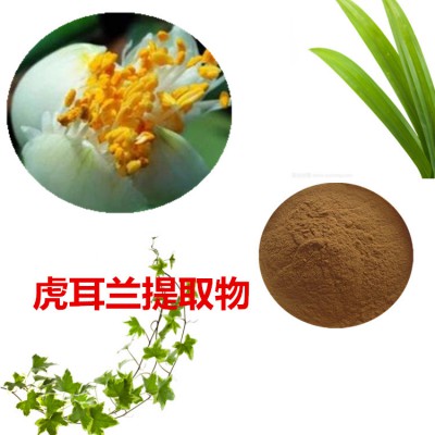 虎耳兰提取物 10:1 虎耳兰粉 虎耳兰速溶粉