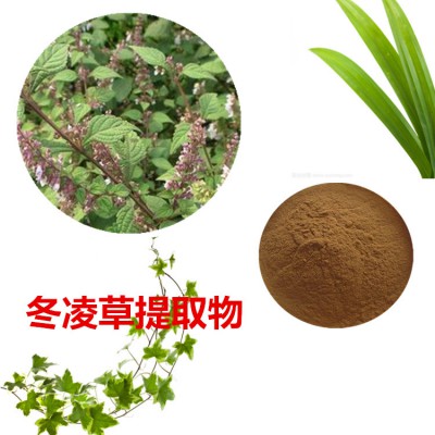 冬凌草提取物 冬凌草粉 冬凌草速溶粉 冬凌草浸膏粉