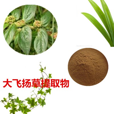 大飞扬草提取物 大飞扬草粉 大飞扬草速溶粉