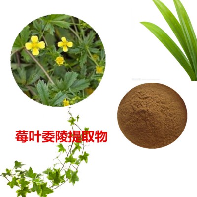 莓叶委陵提取物  莓叶委陵粉 莓叶委陵速溶粉