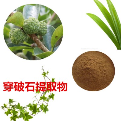 穿破石提取物   穿破石粉  穿破石速溶粉 穿破石浸膏粉