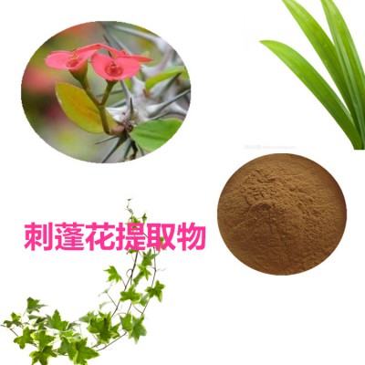 刺蓬花提取物 刺蓬花粉 刺蓬花速溶粉 刺蓬花浸膏粉