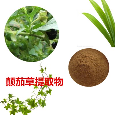 颠茄草提取物   颠茄草粉 颠茄草速溶粉 颠茄草浸膏粉