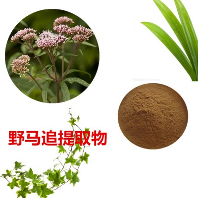 野马追提取物  野马追粉 野马追速溶粉  野马追浸膏粉