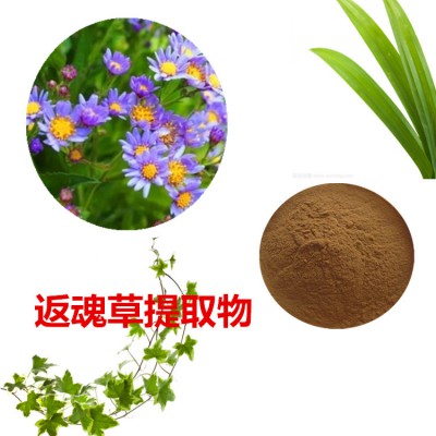 返魂草提取物  返魂草粉 返魂草速溶粉 返魂草浸膏粉