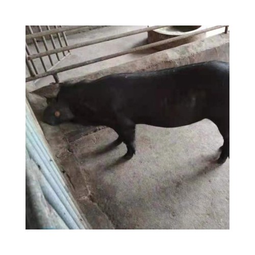 纯种黑公猪 太湖二代黑母猪 黑猪种猪基地