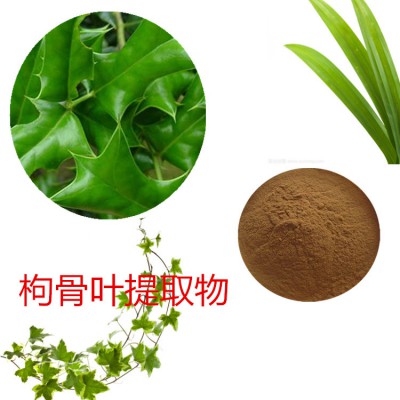 枸骨叶提取物   枸骨叶粉 枸骨叶速溶粉  枸骨叶浸膏粉