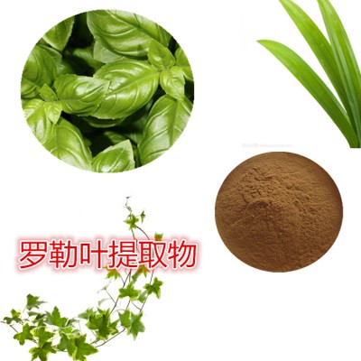 罗勒叶提取物  罗勒叶粉 罗勒叶速溶粉  罗勒叶浸膏粉