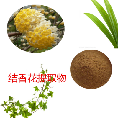 结香花提取物   结香花粉 结香花速溶粉  结香花浸膏粉