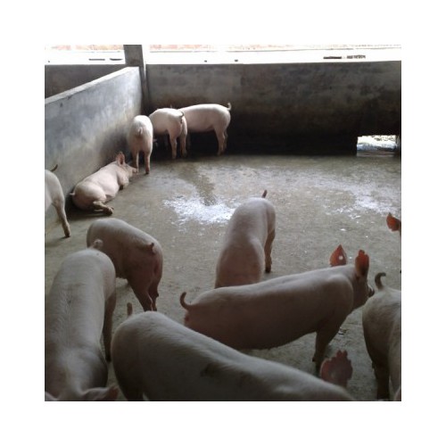 二元母猪供应价格 带肚母猪 后备种猪 良种二元母猪苗