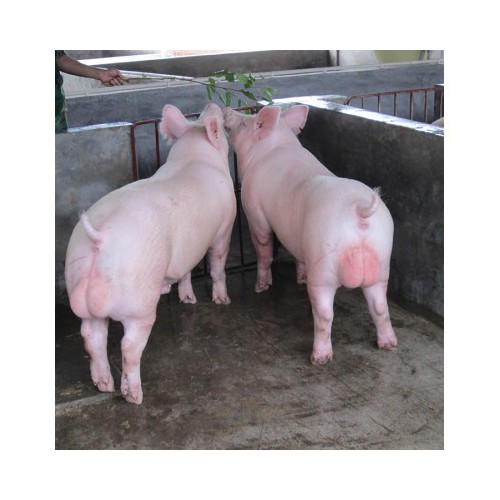 纯种二元母猪30斤 怀孕母猪长大内外二元种猪 纯种长白猪公