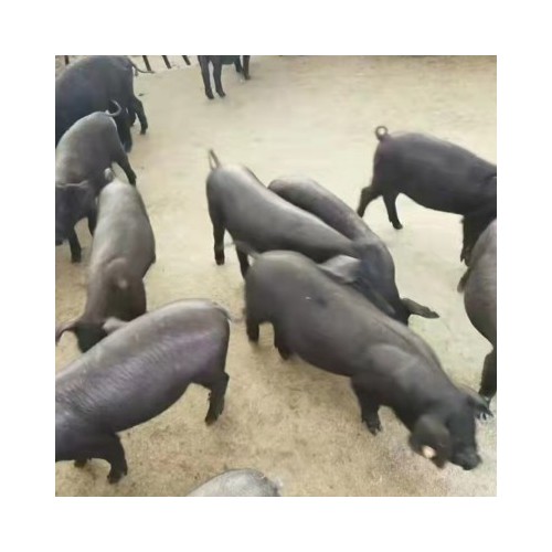 原种苏太母猪苗 太湖二代小黑猪仔 瘦肉型种公猪 纯苏太猪繁育