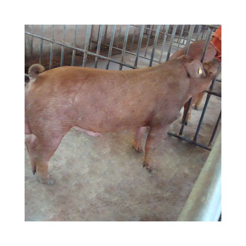 杜洛克公猪 小猪苗 纯种母猪仔 黑色杜洛克种猪